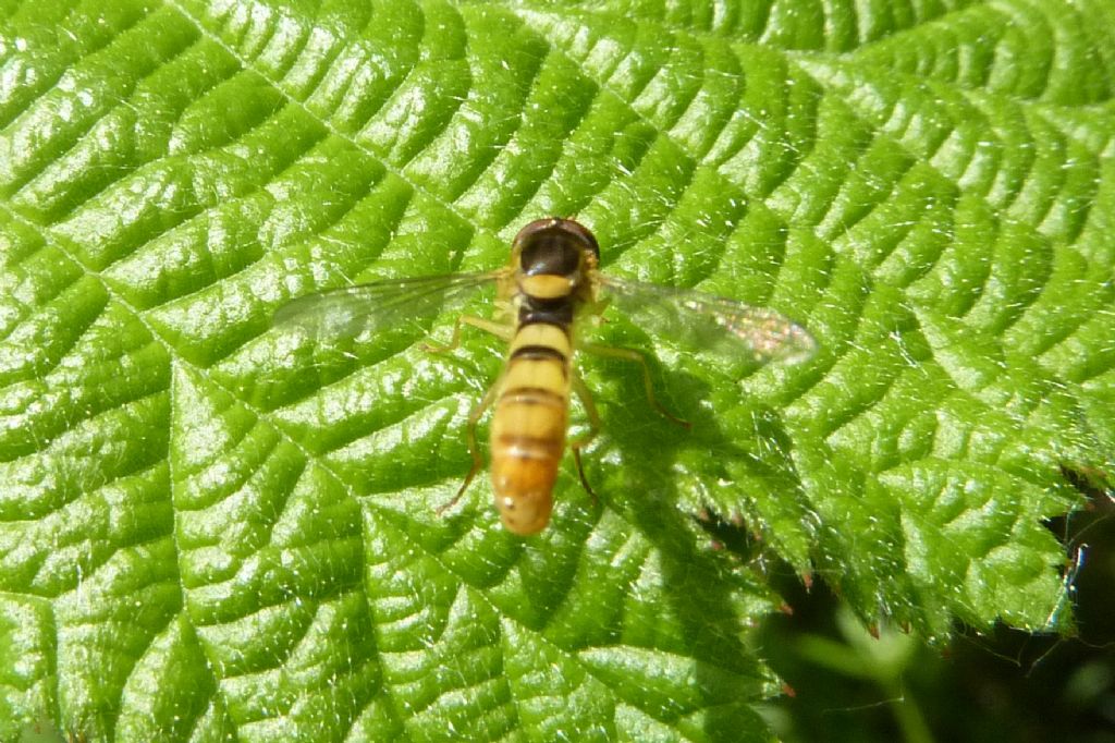 Syrphidae:  Sphaerophoria sp., maschio